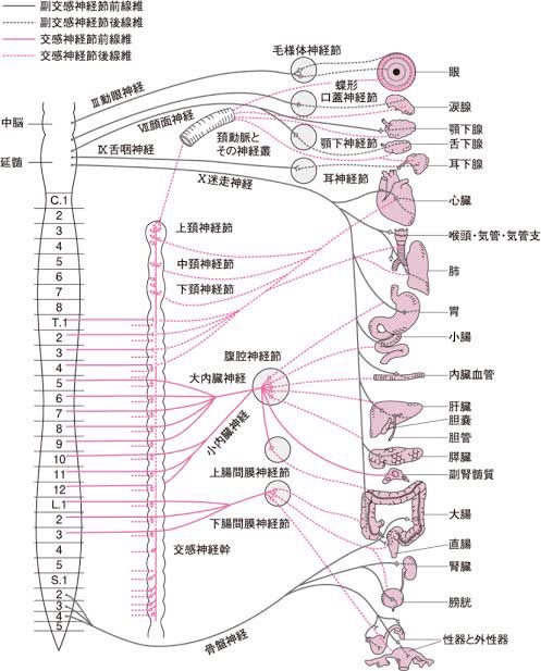 腰痛の主な原因